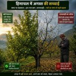 Why Himachal's Apple Orchards Are Stripping Naked Every August—And Why Everyone Is Blind to the Solution